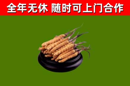 南昌县回收冬虫夏草