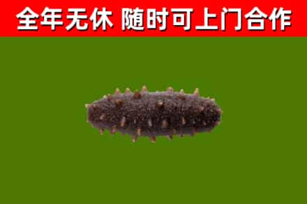 南昌县回收海参干